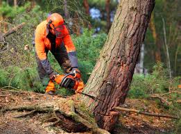  Pomeroy, WA Tree Care Pros