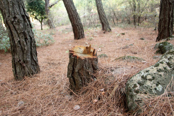 Best Root Management and Removal  in Pomeroy, WA