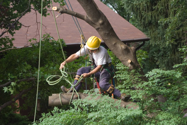 Best Tree Disease Treatment  in Pomeroy, WA