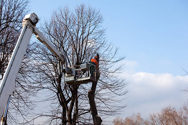 Trusted Pomeroy, WA Tree Care Experts