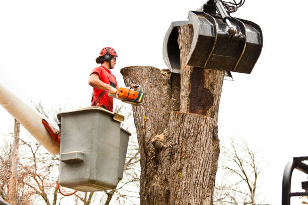 Best Emergency Tree Removal  in Pomeroy, WA